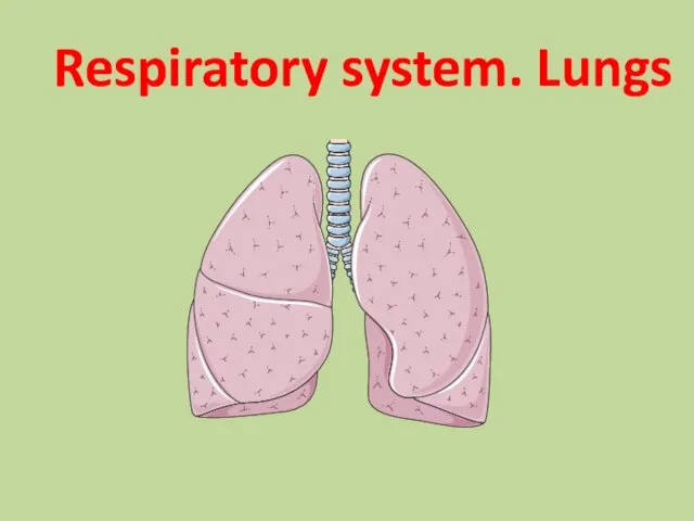 Respiratory system. Lungs