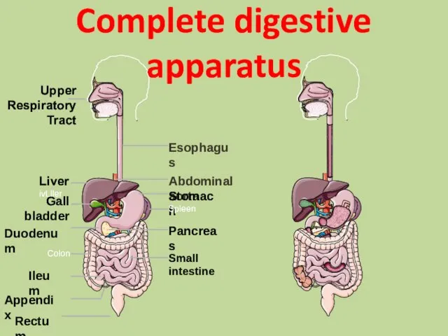 Complete digestive apparatus Esophagus Liver ivLller Abdominal aorta Stomach Gall bladder Spleen