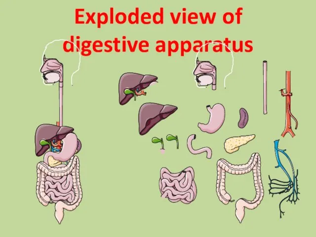 Exploded view of digestive apparatus