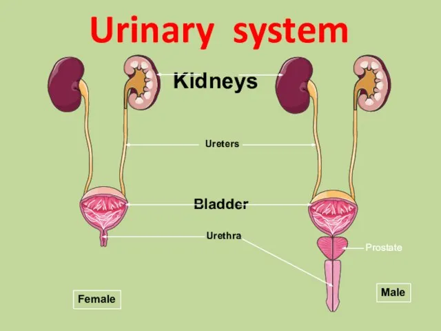 Urinary system Female Male Kidneys Ureters Bladder Urethra Prostate