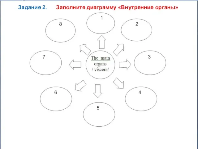 Задание 2. Заполните диаграмму «Внутренние органы» 1 2 3 4 5 6 7 8