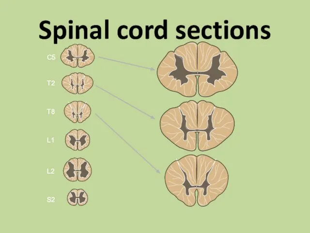 Spinal cord sections C5 T2 T8 L1 L2 S2