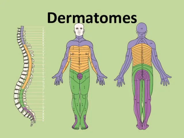 Dermatomes