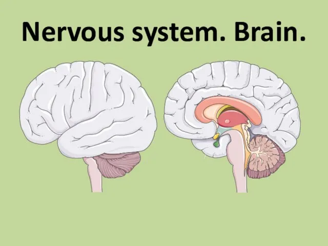 Nervous system. Brain.