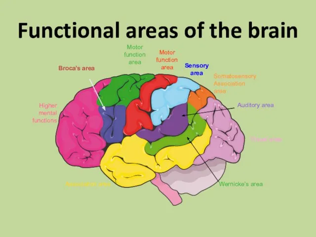 Functional areas of the brain Higher mental functions Broca’s area Motor function