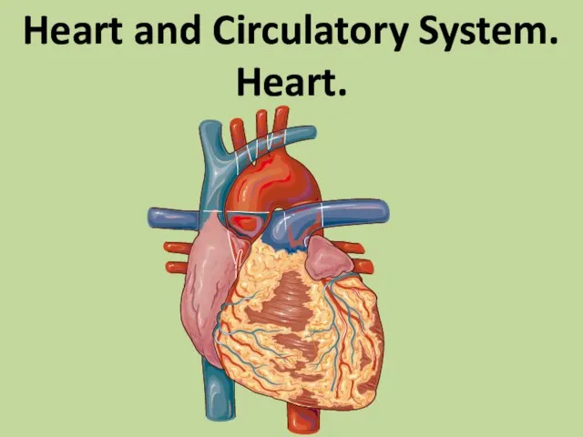 Heart and Circulatory System. Heart.