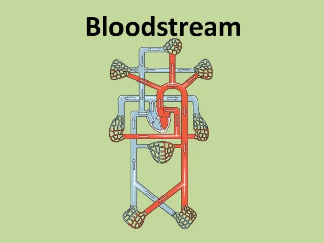 Bloodstream