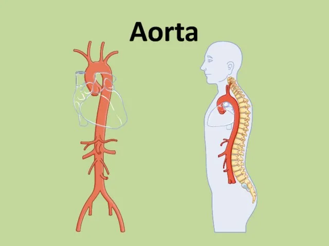 Aorta