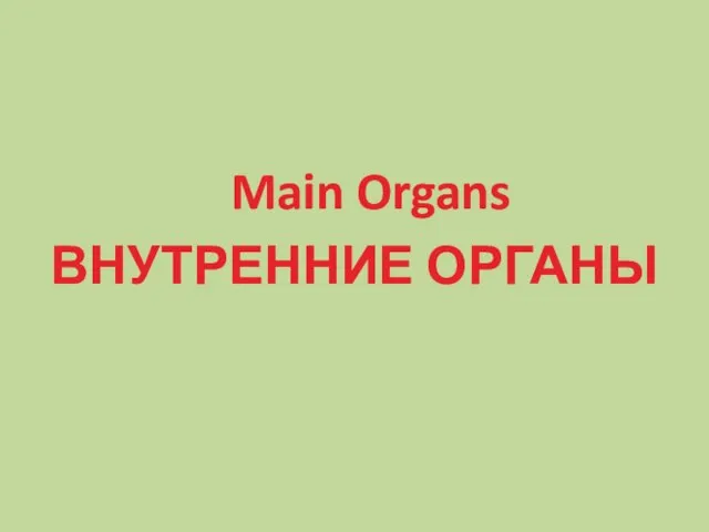 Main Organs ВНУТРЕННИЕ ОРГАНЫ