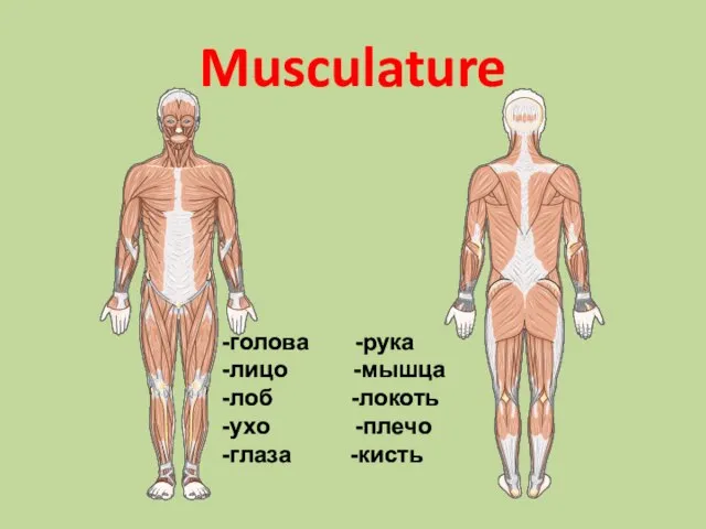 Musculature -голова -рука -лицо -мышца -лоб -локоть -ухо -плечо -глаза -кисть