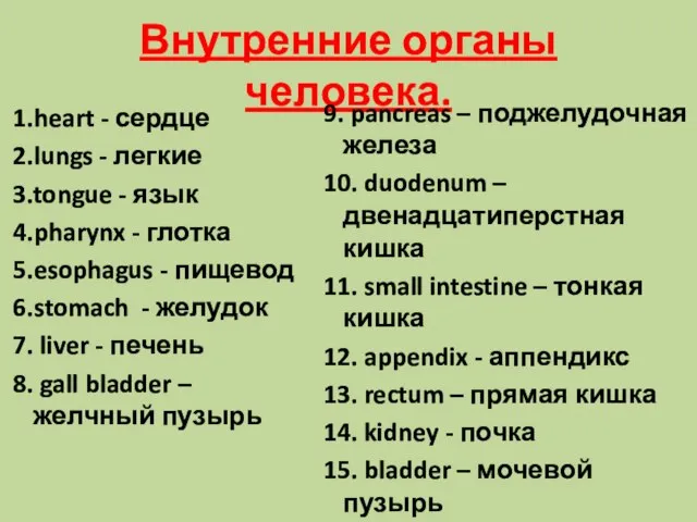 Внутренние органы человека. 1.heart - сердце 2.lungs - легкие 3.tongue - язык