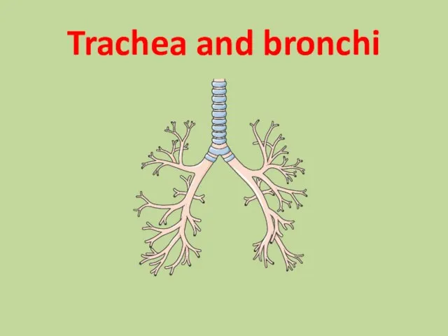 Trachea and bronchi