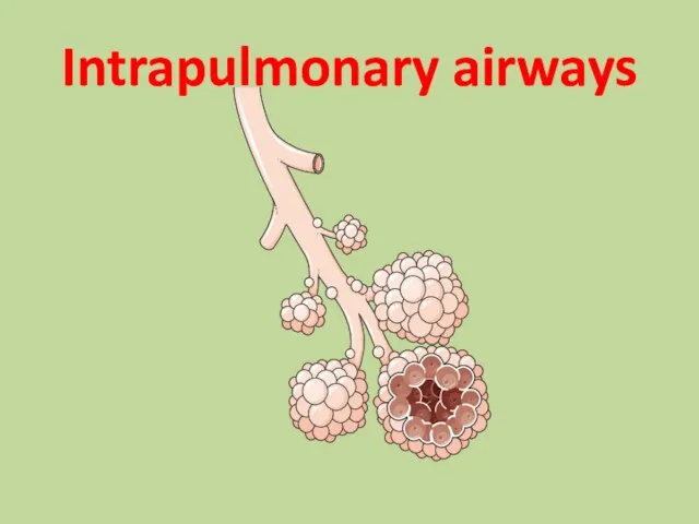 Intrapulmonary airways