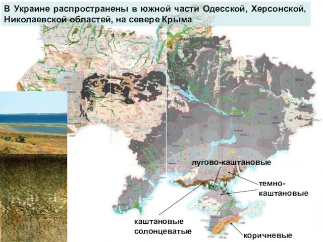 каштановые солонцеватые темно-каштановые коричневые лугово-каштановые В Украине распространены в южной части Одесской,