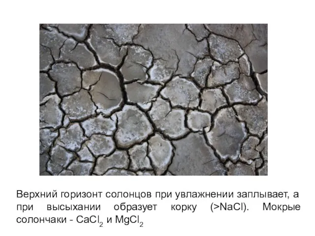Верхний горизонт солонцов при увлажнении заплывает, а при высыхании образует корку (>NaCl).