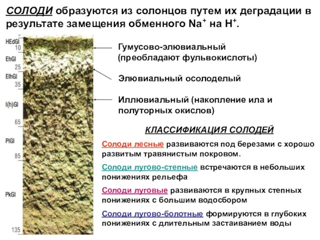 СОЛОДИ образуются из солонцов путем их деградации в результате замещения обменного Na+