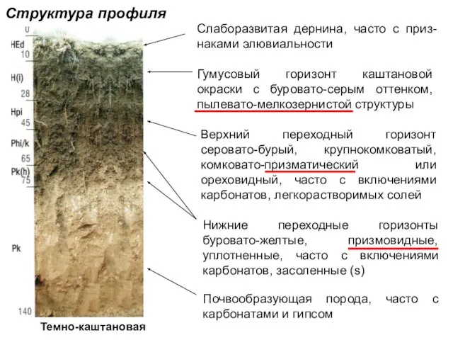 Темно-каштановая Слаборазвитая дернина, часто с приз-наками элювиальности Гумусовый горизонт каштановой окраски с