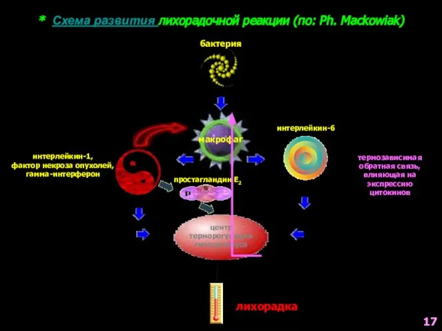 * Схема развития лихорадочной реакции (по: Ph. Mackowiak) бактерия макрофаг интерлейкин-1, фактор