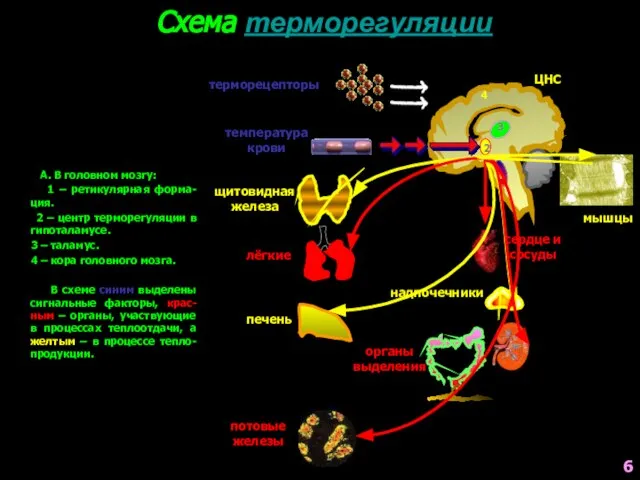 А. В головном мозгу: 1 – ретикулярная форма-ция. 2 – центр терморегуляции