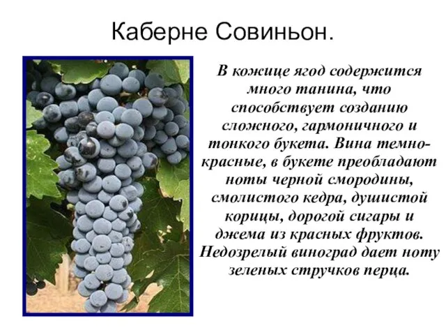 Каберне Совиньон. В кожице ягод содержится много танина, что способствует созданию сложного,