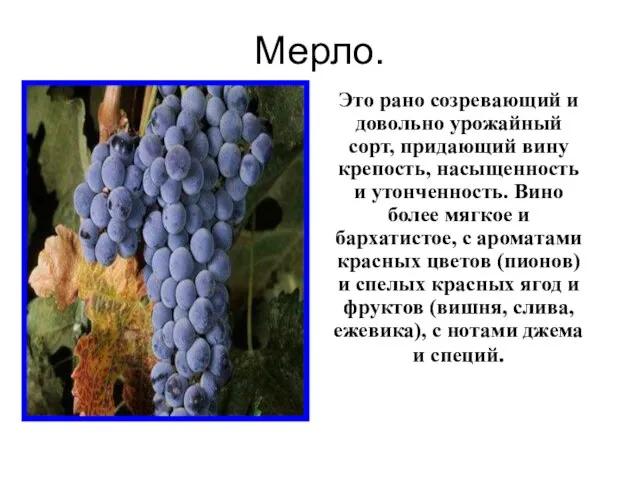 Мерло. Это рано созревающий и довольно урожайный сорт, придающий вину крепость, насыщенность