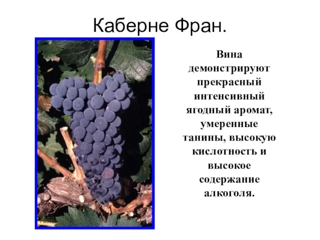 Каберне Фран. Вина демонстрируют прекрасный интенсивный ягодный аромат, умеренные танины, высокую кислотность и высокое содержание алкоголя.