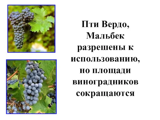 Пти Вердо, Мальбек разрешены к использованию, но площади виноградников сокращаются