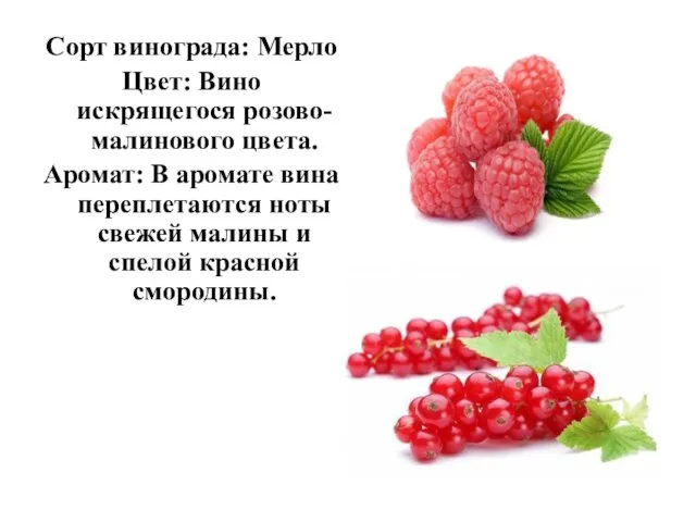 Сорт винограда: Мерло Цвет: Вино искрящегося розово-малинового цвета. Аромат: В аромате вина