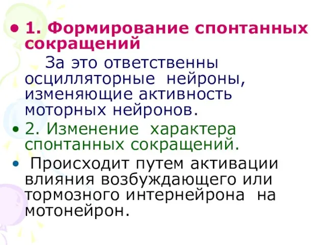 1. Формирование спонтанных сокращений За это ответственны осцилляторные нейроны, изменяющие активность моторных