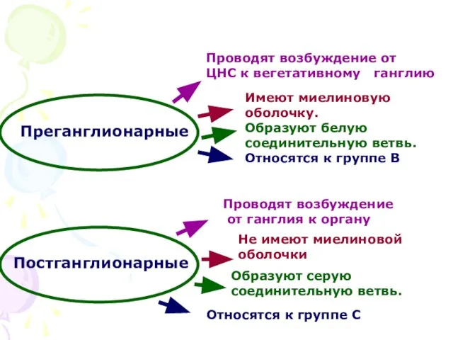 Преганглионарные Имеют миелиновую оболочку. Образуют белую соединительную ветвь. Относятся к группе В