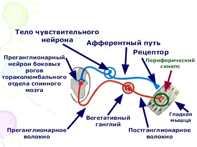 Рецептор Афферентный путь Тело чувствительного нейрона Преганглионарный нейрон боковых рогов тораколюмбального отдела