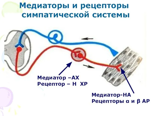 Медиатор –АХ Рецептор – Н ХР Медиатор-НА Рецепторы α и β АР