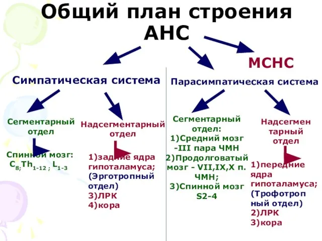 Общий план строения АНС Симпатическая система Сегментарный отдел Спинной мозг: С8;Th1-12 ;