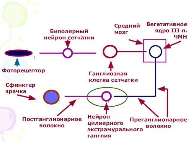 Фоторецептор Биполярный нейрон сетчатки Ганглиозная клетка сетчатки Средний мозг Вегетативное ядро III