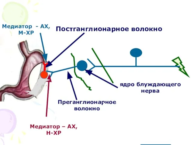 Преганглионарное волокно Медиатор – АХ, Н-ХР Медиатор - АХ, М-ХР ядро блуждающего нерва Постганглионарное волокно