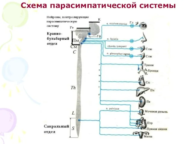 Схема парасимпатической системы