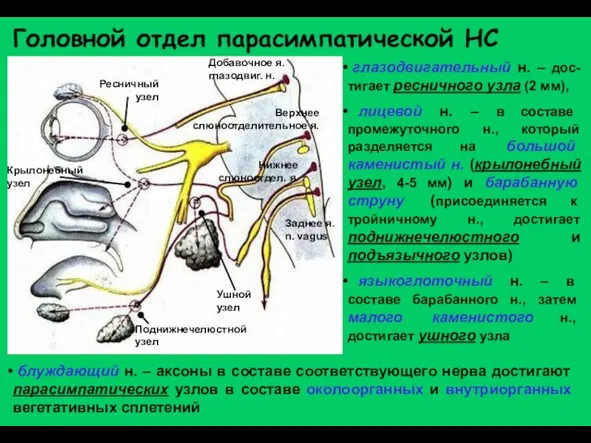 Головной отдел парасимпатической НС Добавочное я. глазодвиг. н. Верхнее слюноотделительное я. Нижнее