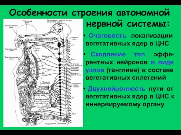 Особенности строения автономной нервной системы: Очаговость локализации вегетативных ядер в ЦНС Скопление