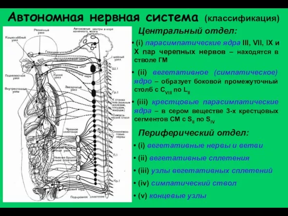 Автономная нервная система (классификация) Центральный отдел: (i) парасимпатические ядра III, VII, IX