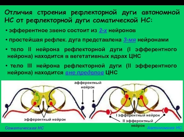 Отличия строения рефлекторной дуги автономной НС от рефлекторной дуги соматической НС: эфферентное