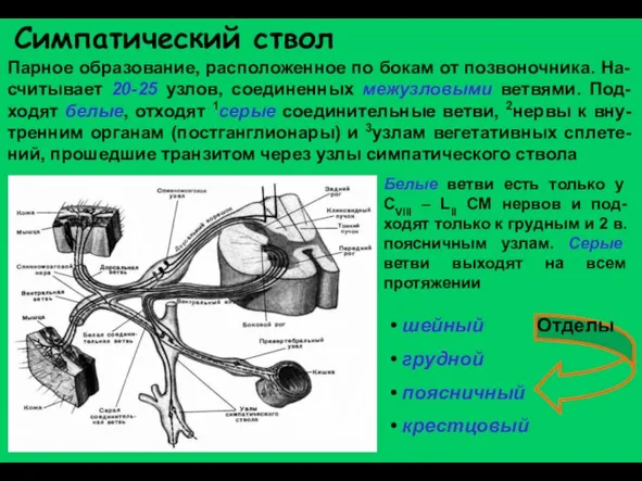 Симпатический ствол Парное образование, расположенное по бокам от позвоночника. На-считывает 20-25 узлов,