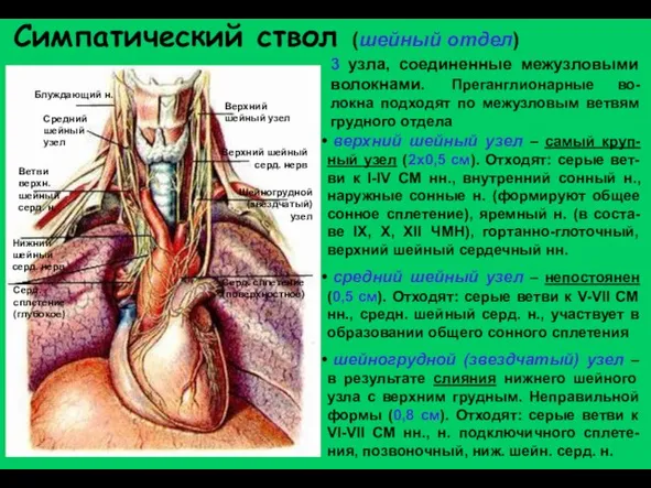 Симпатический ствол (шейный отдел) Верхний шейный узел Блуждающий н. Средний шейный узел