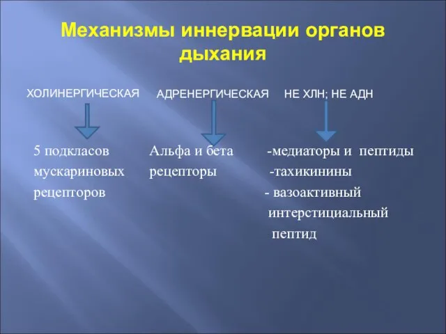 Механизмы иннервации органов дыхания ХОЛИНЕРГИЧЕСКАЯ 5 подкласов мускариновых рецепторов АДРЕНЕРГИЧЕСКАЯ НЕ ХЛН;