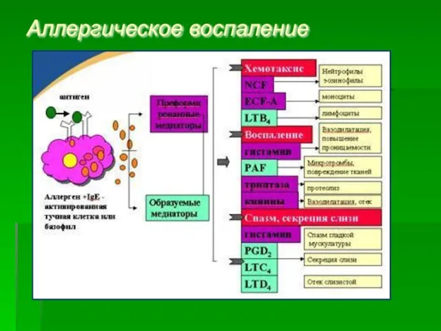 Аллергическое воспаление