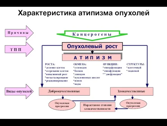 Характеристика атипизма опухолей