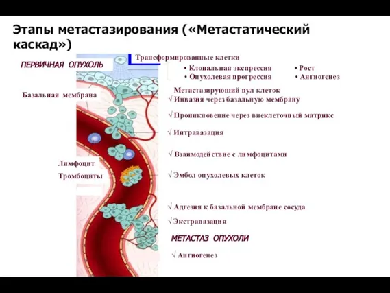 Этапы метастазирования («Метастатический каскад»)