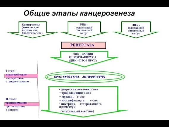 Общие этапы канцерогенеза