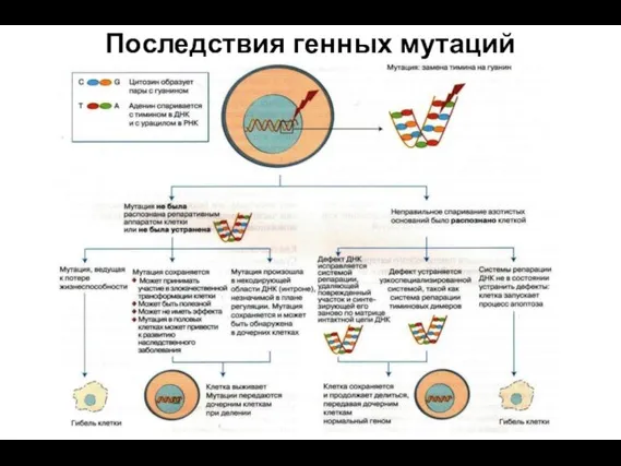 Последствия генных мутаций