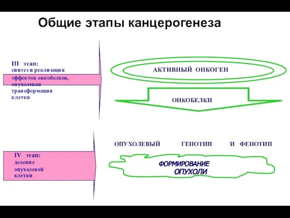 Общие этапы канцерогенеза