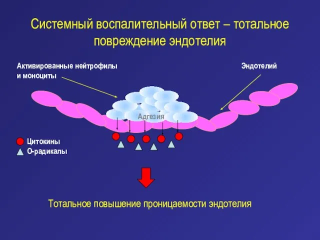 Системный воспалительный ответ – тотальное повреждение эндотелия Активированные нейтрофилы и моноциты Эндотелий